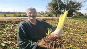 ارتفاع إنتاج القلقاس في مصر يحقق استقراراً في الأسعار ويعزز دخل المزارعين في الدلتا